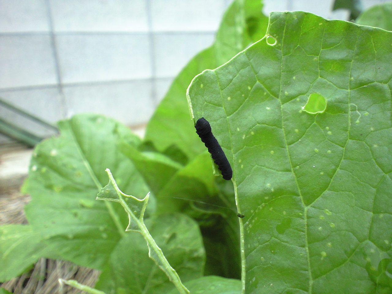 野菜に集う虫さん達 産地は自分ち